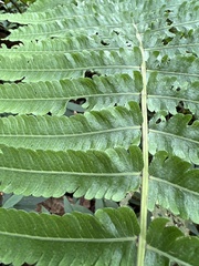 Thelypteridaceae