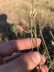 Oenothera cinerea