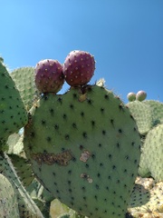 Opuntia hyptiacantha