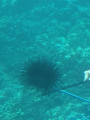 Echinothrix diadema