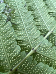 Thelypteridaceae