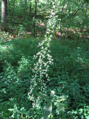 Stenanthium gramineum