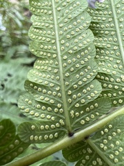 Thelypteridaceae