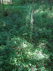 Stenanthium gramineum
