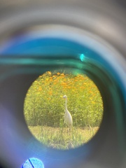 Egretta garzetta garzetta