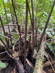 Thelypteridaceae