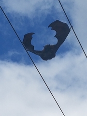 Pteropus poliocephalus