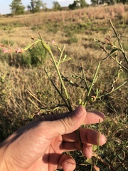 Oenothera curtiflora