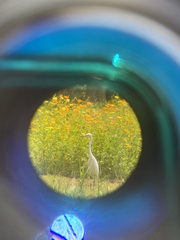 Egretta garzetta garzetta