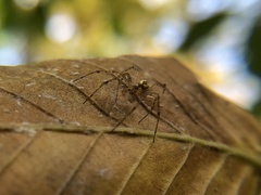 Pityohyphantes