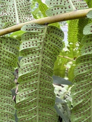 Thelypteridaceae