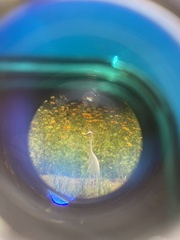 Egretta garzetta garzetta