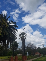 Pteropus poliocephalus