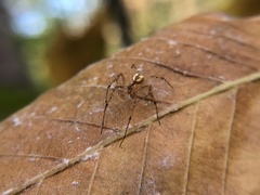 Pityohyphantes