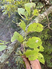 Fraxinus nigra