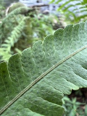 Thelypteridaceae