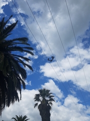 Pteropus poliocephalus