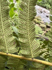 Thelypteridaceae