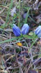 Gentiana saponaria