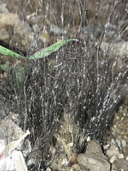 Phycomyces