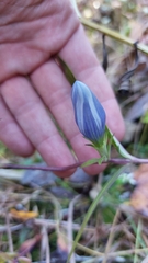 Gentiana saponaria