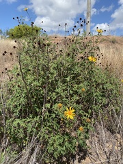 Tithonia diversifolia