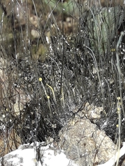 Phycomyces