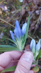 Gentiana saponaria