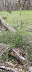 Xanthorrhoea minor lutea