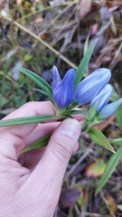 Gentiana saponaria