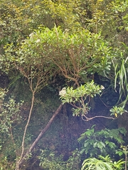 Brachyglottis kirkii