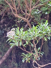 Brachyglottis kirkii