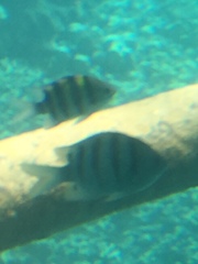 Abudefduf
