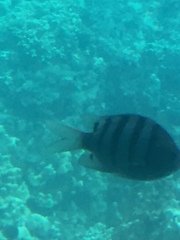 Abudefduf