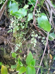 Asplenium hookerianum