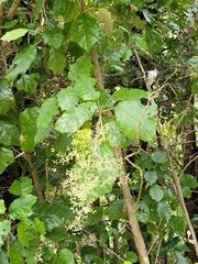 Brachyglottis repanda