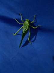 Steirodon
