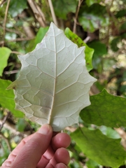 Brachyglottis repanda