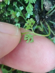 Asplenium hookerianum