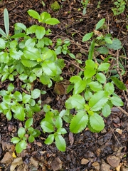 Ascarina lucida lucida