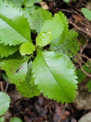 Ascarina lucida lucida