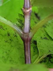 Ascarina lucida lucida