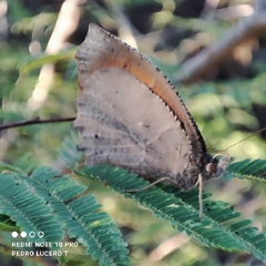 Pindis squamistriga