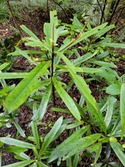 Myrsine salicina