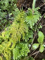 Selaginella arbuscula