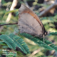 Pindis squamistriga