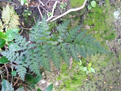 Polystichum oculatum