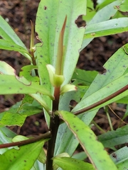 Myrsine salicina