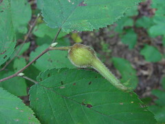 Corylus cornuta