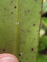 Myrsine salicina